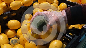 Rotten, low-quality lemon in the hand of a girl. Mold, spoiled products in the supermarket.