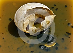 Rotten mallard duck egg shell and contents