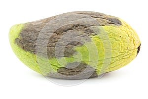 Rotten mango fruite isolated on a white