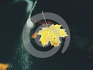 Rotten maple leaf on basalt stone in dark water. Blurred waves of mountain stream