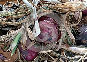 rotten mature red onion decay process