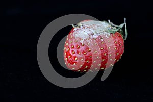 Rotten moldy fresh strawberries on a black background with copy space, side view, selective focus