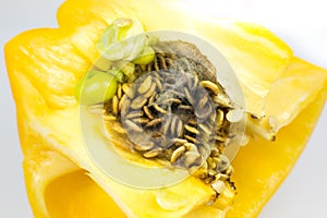 Rotten and Moldy yellow pepper on the white background. Bad conditions of preservation. Close up, Spoiled  food. Fungus illness
