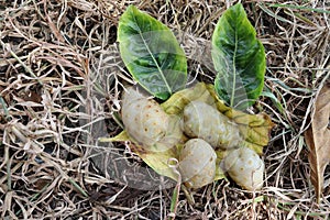 Rotten morinda citrifolia on leaves and dried grasses closeup.