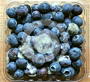 Rotten food : mouldy blueberry fruit photo