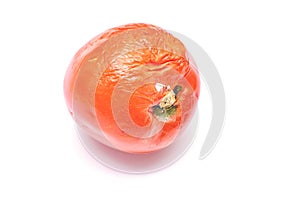 Rotten old tomato with mildew