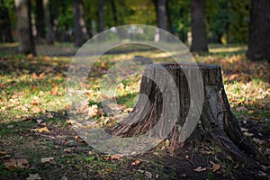 A rotten old tree stump