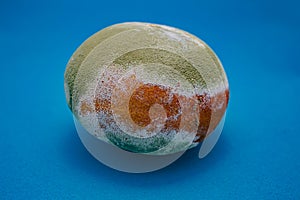 Rotten orange is covered with green and white mold on a blue background