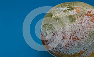 Rotten orange is covered with green and white mold on a blue background