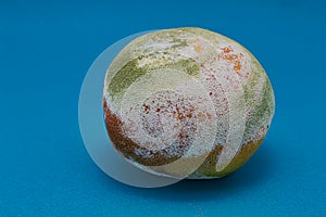 Rotten orange is covered with green and white mold on a blue background