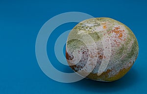 Rotten orange is covered with green and white mold on a blue background