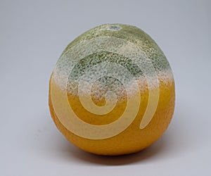 Rotten orange fruit on a white background