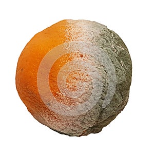 Rotten orange and leaves  isolated in white background