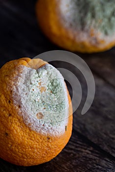 Rotten oranges, mouldy orange on a black background