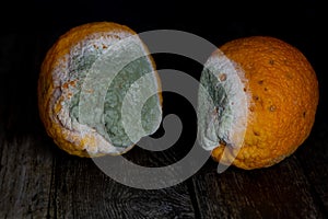 Rotten oranges, mouldy orange on a black background