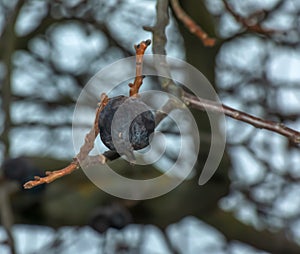 Rotten and overripe apple fruits on a branch in winter. Not harvested in time on the branches of trees in the garden