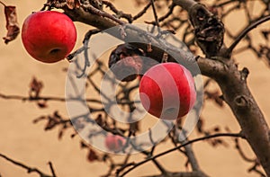 Rotten and overripe apple fruits on a branch in winter. Not harvested in time on the branches of trees in the garden