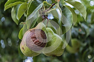 Rotten Pear on the fruit tree, Monilia laxa Monilinia laxa infestation, plant disease. The lost harvest of pears on the tree.