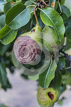 Rotten Pear on the fruit tree, Monilia laxa Monilinia laxa infestation, plant disease. The lost harvest of pears on the tree.