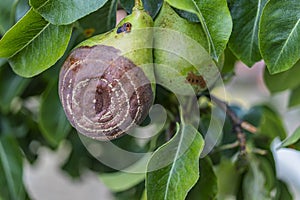 Rotten Pear on the fruit tree, Monilia laxa Monilinia laxa infestation, plant disease. The lost harvest of pears on the tree.