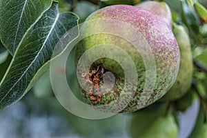 Rotten Pear on the fruit tree, Monilia laxa Monilinia laxa infestation, plant disease. The lost harvest of pears on the tree.