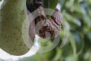 Rotten Pear on the fruit tree, Monilia laxa Monilinia laxa infestation, plant disease. The lost harvest of pears on the tree.