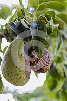 Rotten Pear on the fruit tree, Monilia laxa Monilinia laxa infestation, plant disease. The lost harvest of pears on the tree.