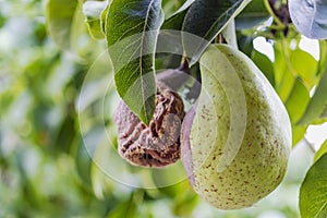 Rotten Pear on the fruit tree, Monilia laxa - Monilinia laxainfestation, plant disease. The lost harvest of pears on the tree.