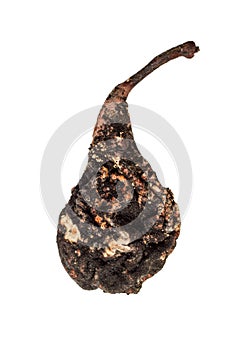 Rotten pear on a white background.