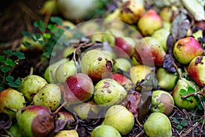 Rotten pears on the ground