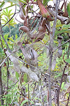 Rotten pitcher plants or Nepenthes Alata