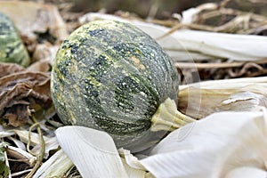 Rotten pumpkin fruits on a garbage heap in autumn. Leftovers of food and vegetables in the trash