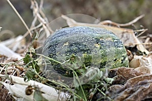 Rotten pumpkin fruits on a garbage heap in autumn. Leftovers of food and vegetables in the trash