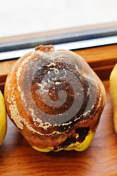 Rotten quince