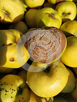 Rotten quince make damage on fruit - fungus Monilia laxa infestation plant disease