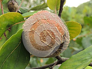 Rotten quince on the tree