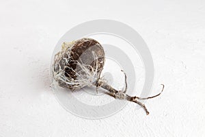 Rotten radish. Wasted moldy vegetable on a gray background.