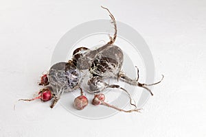 Rotten radish. Wasted moldy vegetables on a gray background.