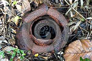 Rotten Rafflesia tropical giant also know as corpse flower