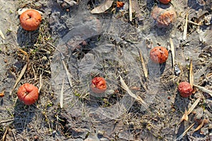 Rotten red apples, dead and new grass and dried winged seeds lying on the ground covered with thin layer of dried mud