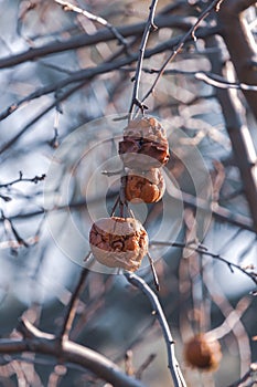 Rotten red apples that overwintered on the tree