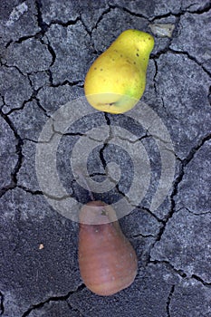 Rotten and ripe pear lies on the ground cracked from drought