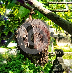 rotten soursop fruit on a tree with a brown color