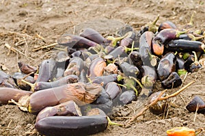 Rotten spoiled eggplant vegetables lie on the field. poor harvest concept. production waste, plant disease. agriculture, farming.