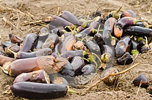 Rotten spoiled eggplant vegetables lie on the field. poor harvest concept. production waste, plant disease. agriculture, farming.