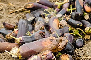 Rotten spoiled eggplant vegetables lie on the field. poor harvest concept. production waste, plant disease. agriculture, farming.