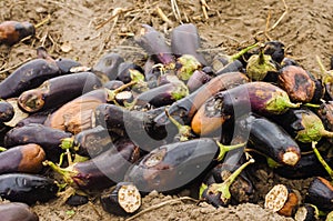 Rotten spoiled eggplant vegetables lie on the field. poor harvest concept. production waste, plant disease. agriculture, farming.