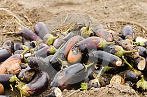 Rotten spoiled eggplant vegetables lie on the field. poor harvest concept. production waste, plant disease. agriculture, farming.