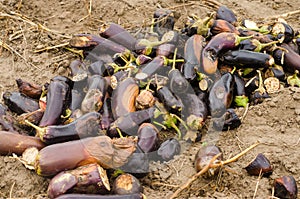 Rotten spoiled eggplant vegetables lie on the field. poor harvest concept. production waste, plant disease. agriculture, farming.