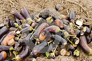 Rotten spoiled eggplant vegetables lie on the field. poor harvest concept. production waste, plant disease. agriculture, farming.